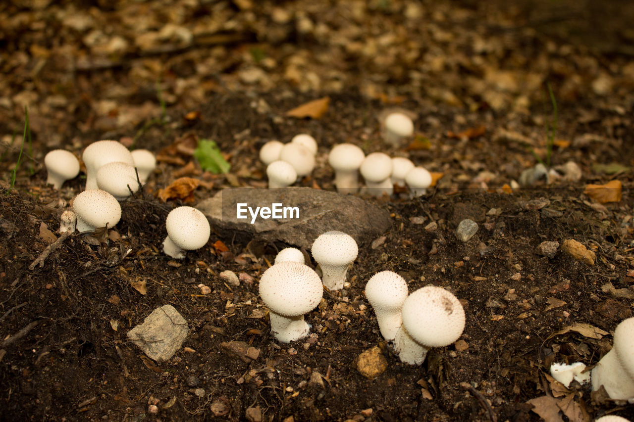 High angle view of mushrooms on field