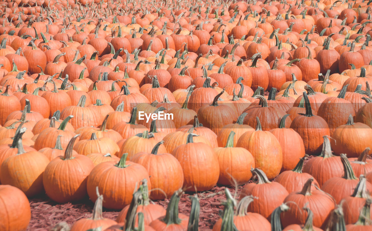 Full frame shot of pumpkins at farm