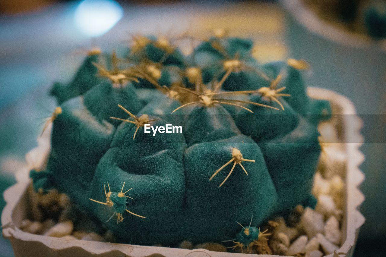 Close up photo of a round shape cactus