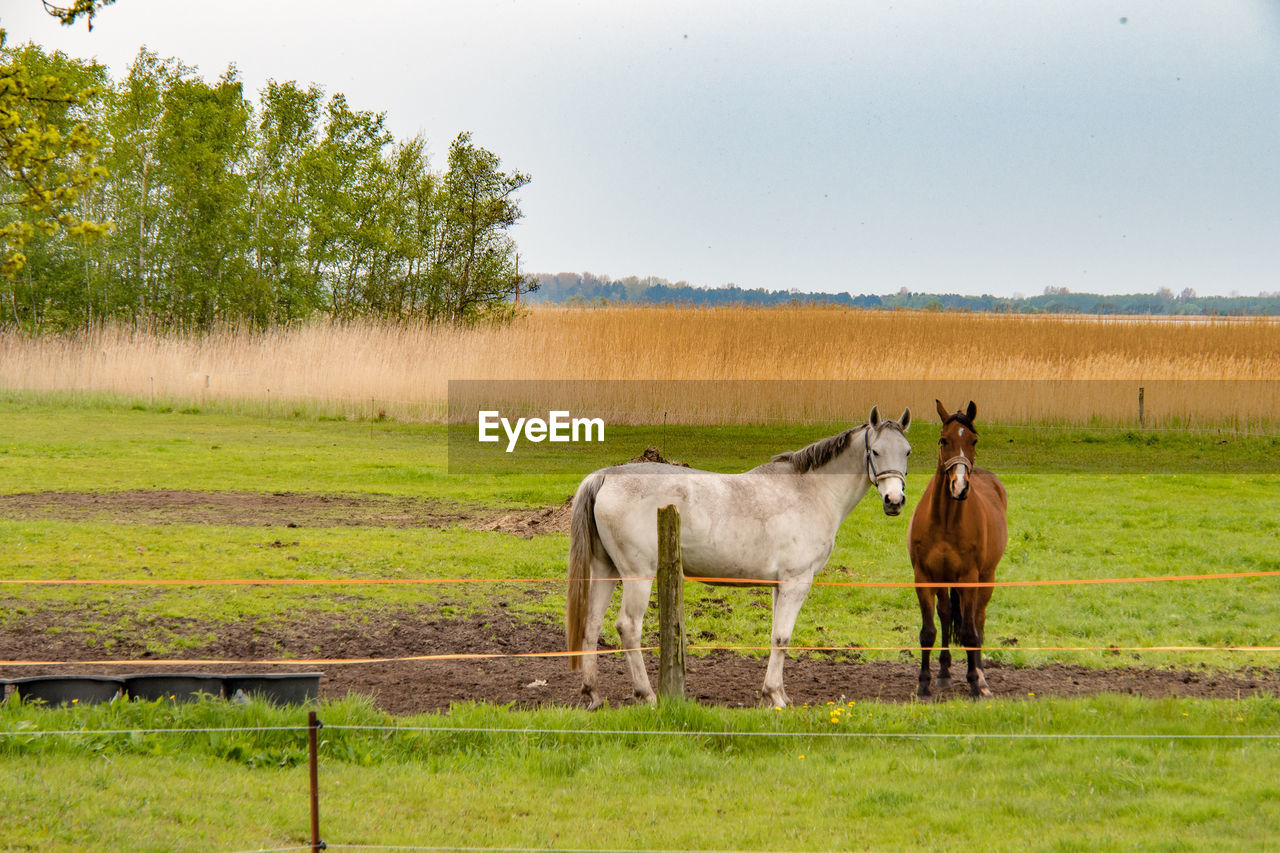 HORSES IN A FIELD