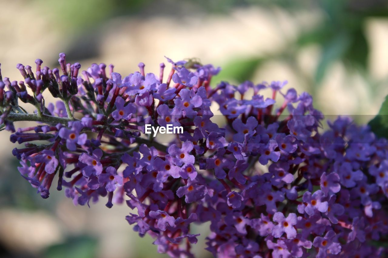 CLOSE-UP OF PURPLE FLOWERING PLANTS