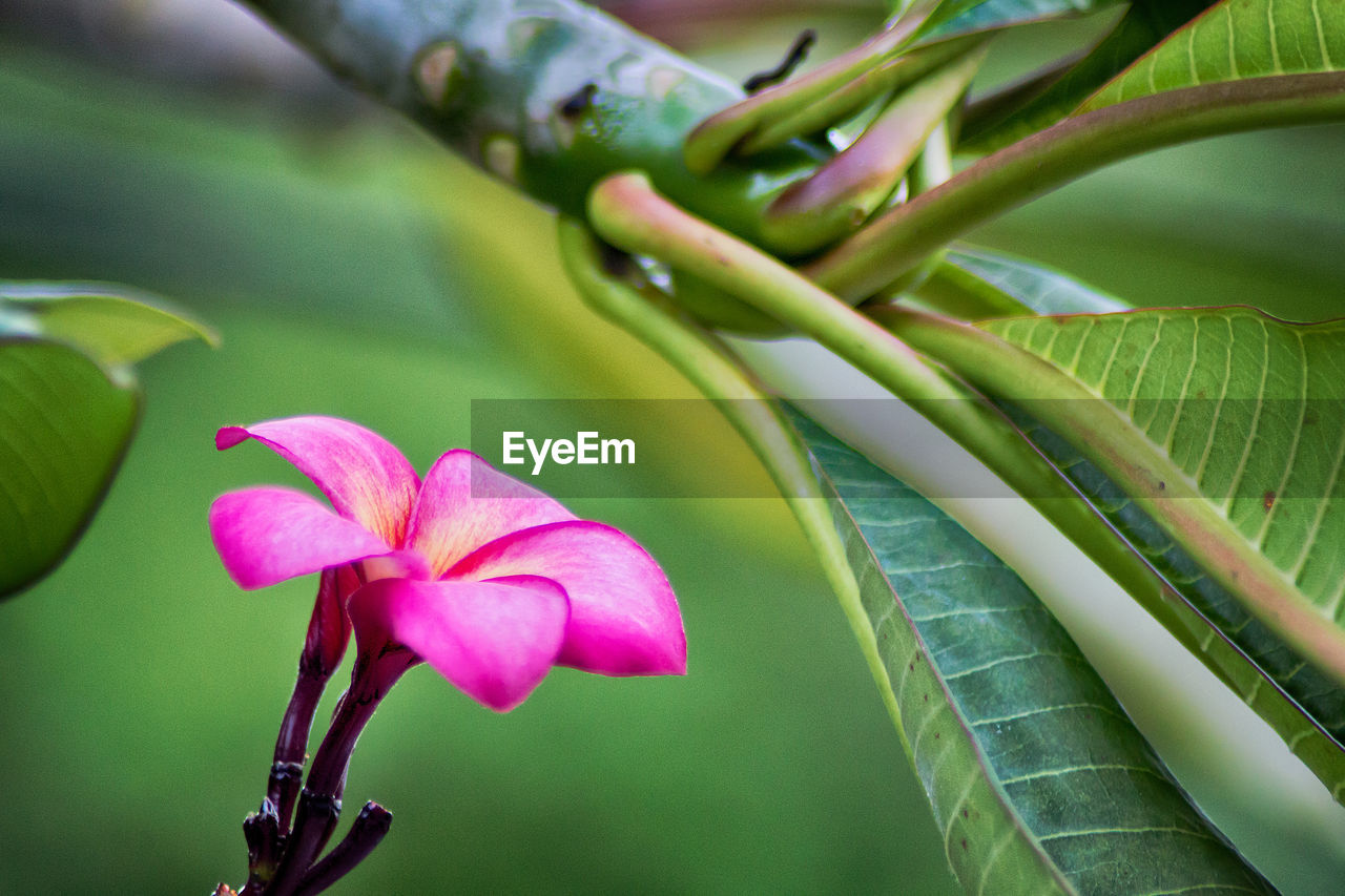 Close-up of pink flowering plant