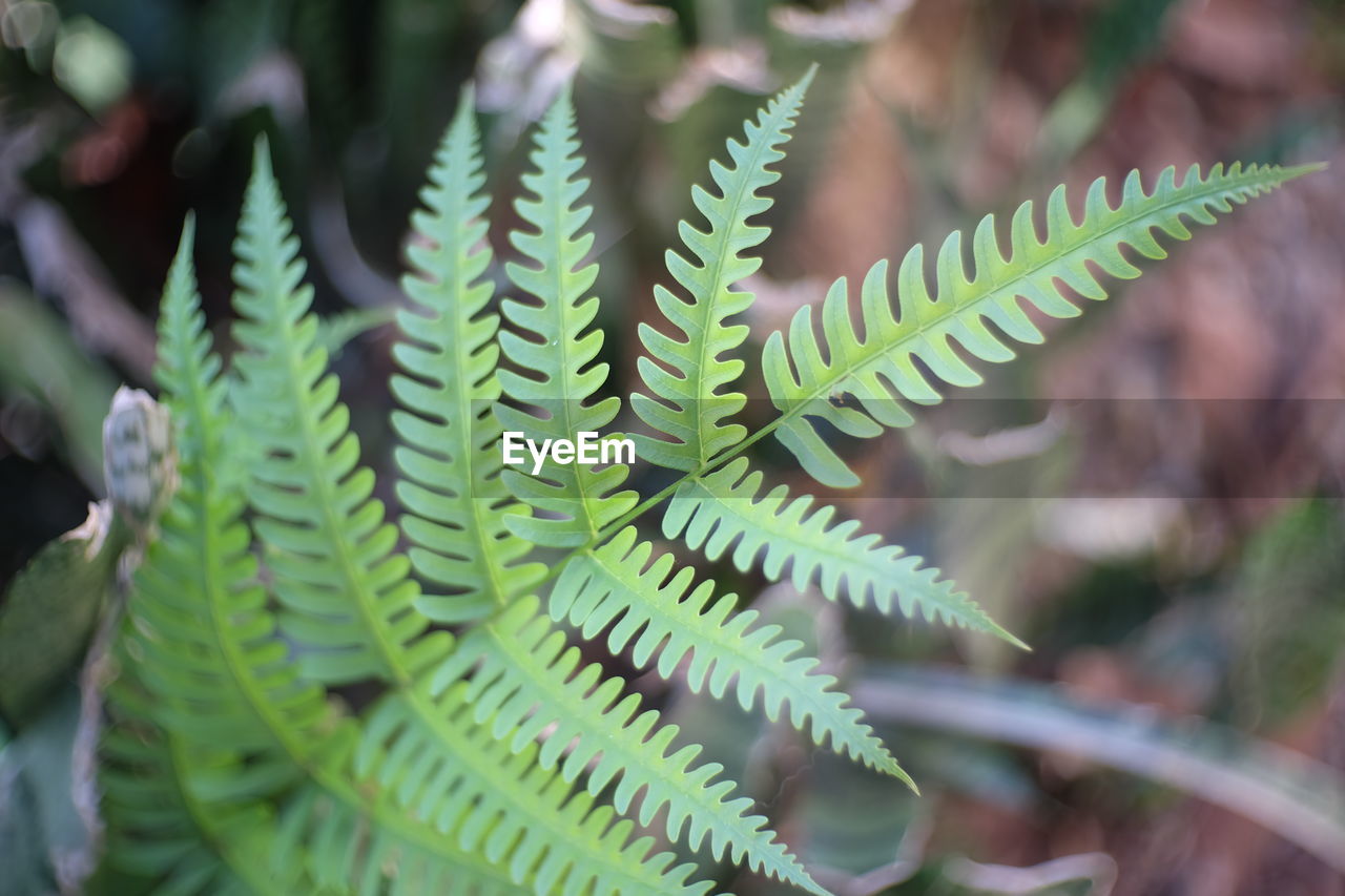 Close-up of fern