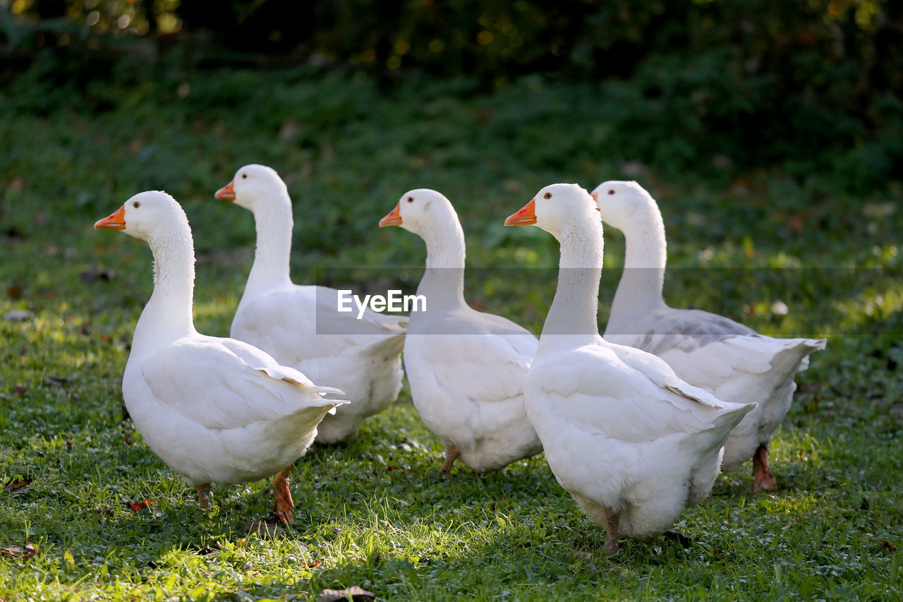 Group of ducks on grassy field