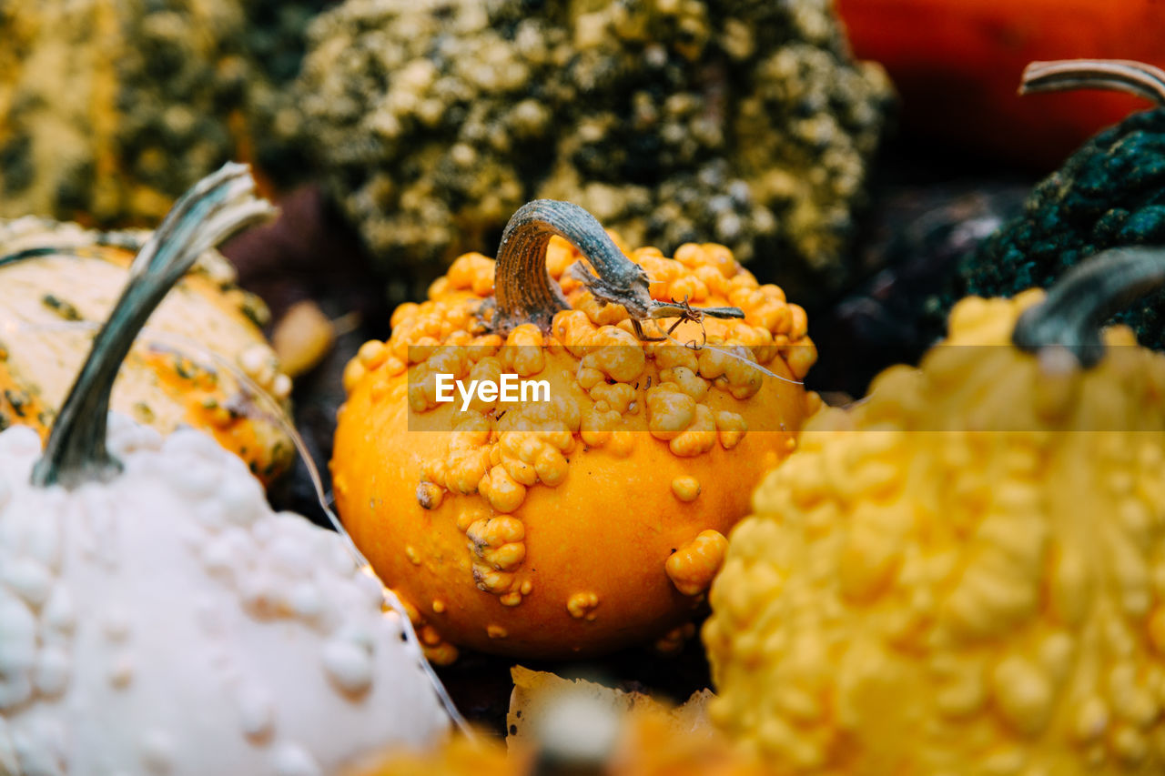 Full frame shot of pumpkins during halloween