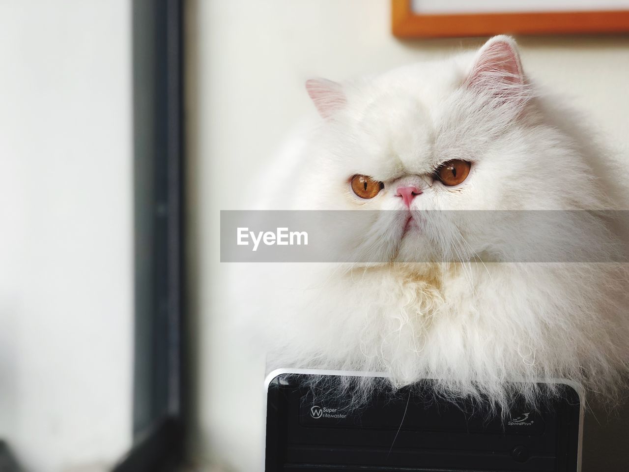 Close-up portrait of a cat