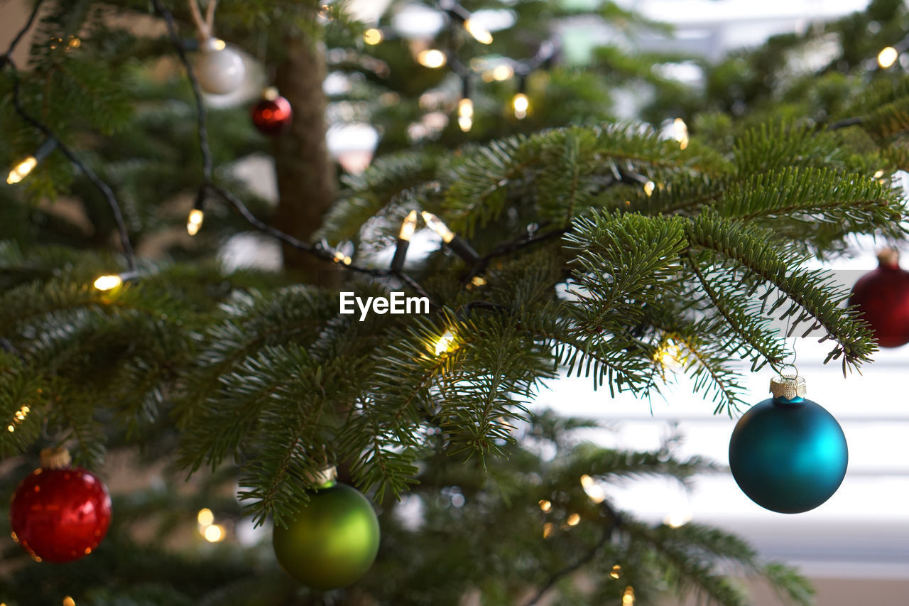 Close-up of christmas tree