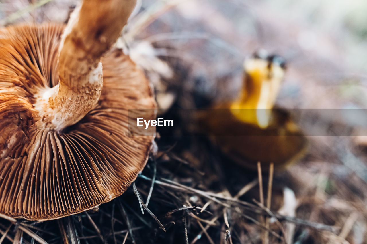 CLOSE-UP OF A MUSHROOM