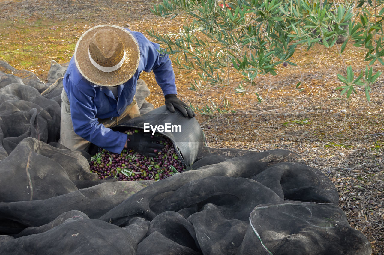 Farmer spilling fruits on textile at farm