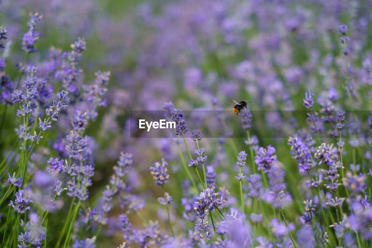 CLOSE-UP OF HONEY BEE POLLINATING ON PURPLE FLOWERING PLANT