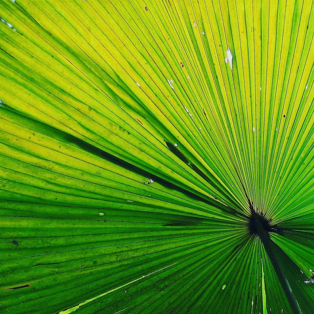 Full frame shot of palm leaf