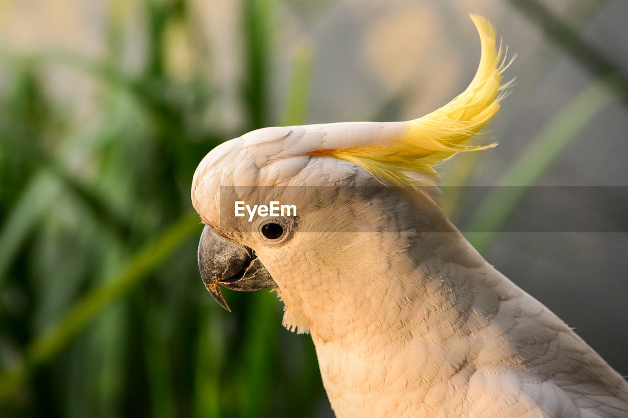 Close-up of yellow-crested cockatoo perching outdoors