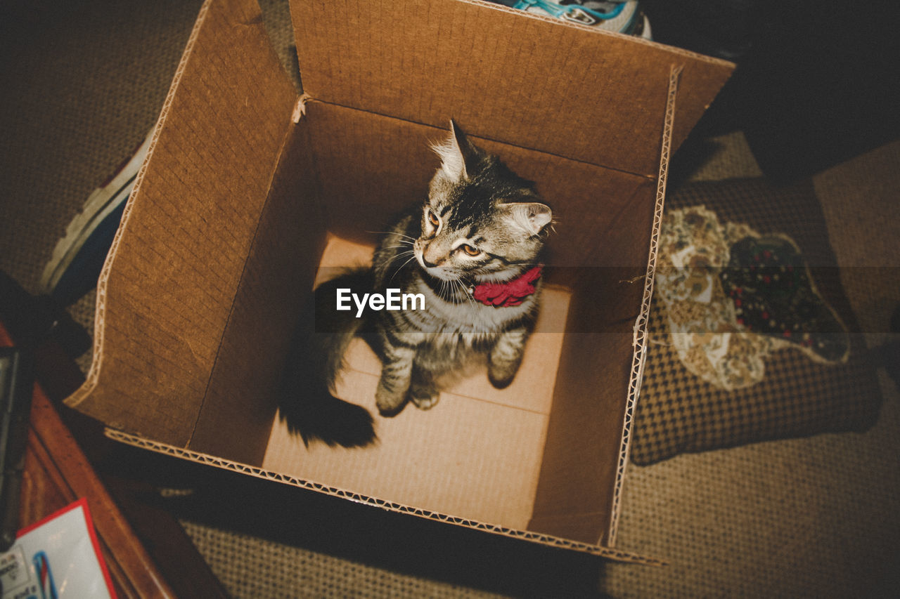High angle view of cat in cardboard box at home