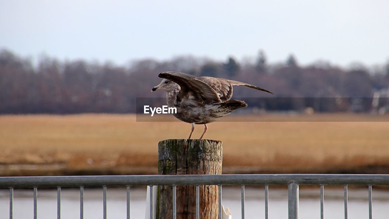 Close-up of seagull perched on wooden post