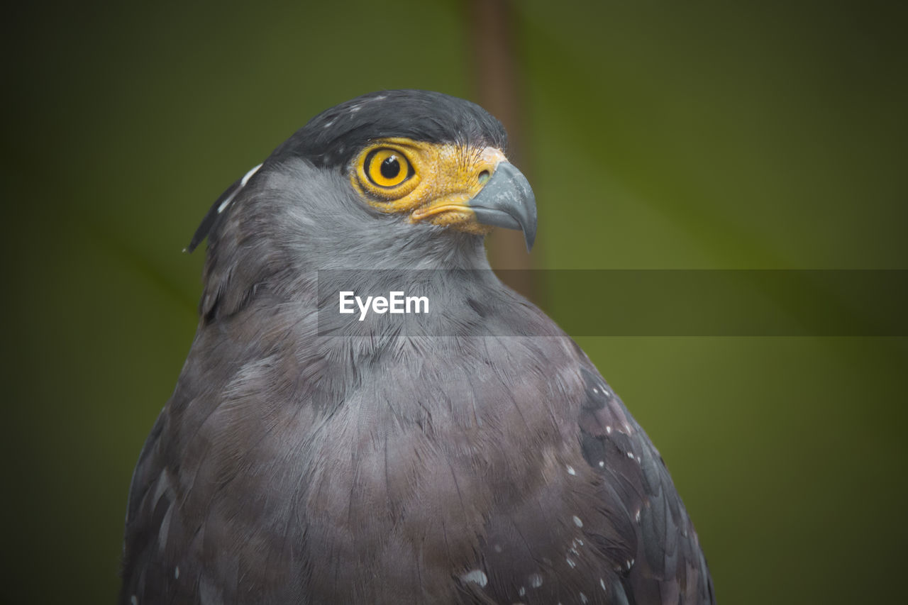 CLOSE-UP OF OWL