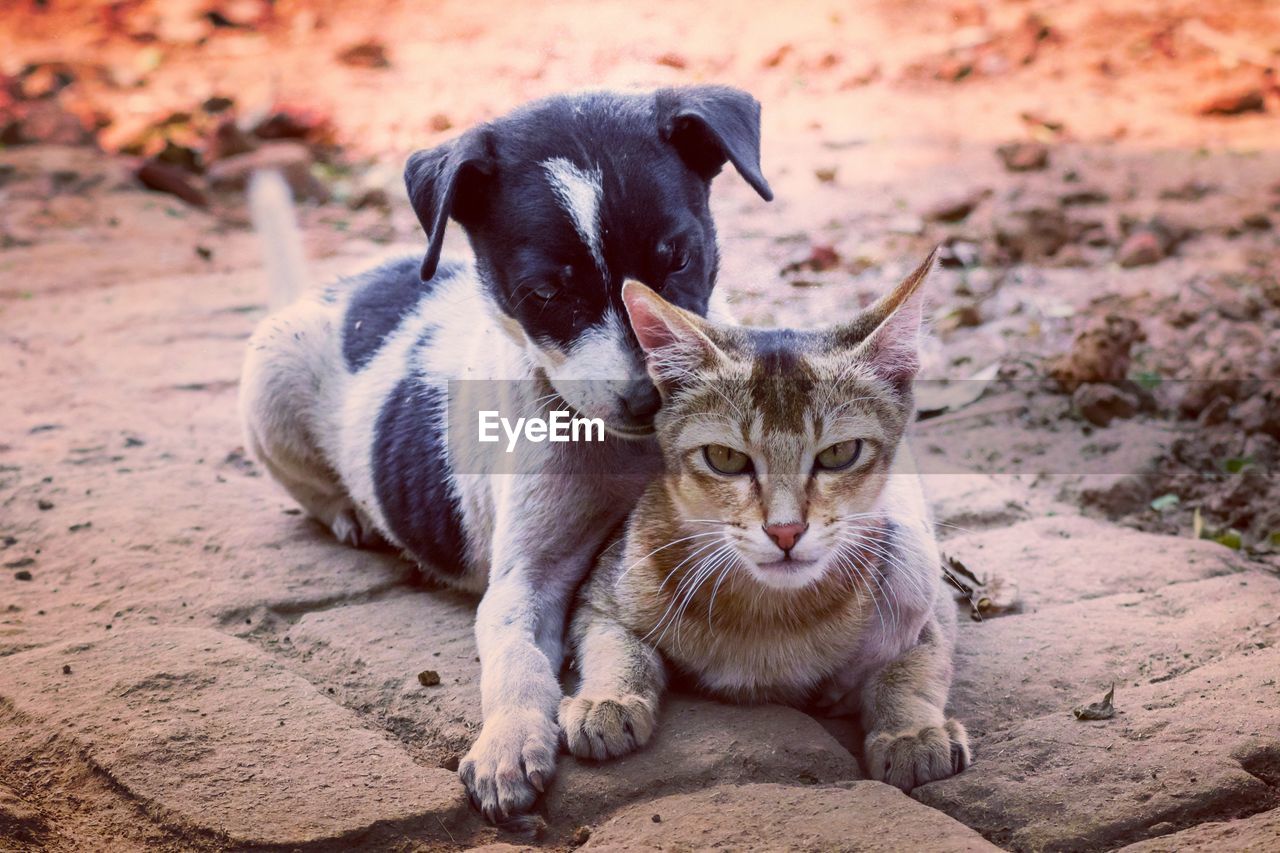 Portrait of dog and cat