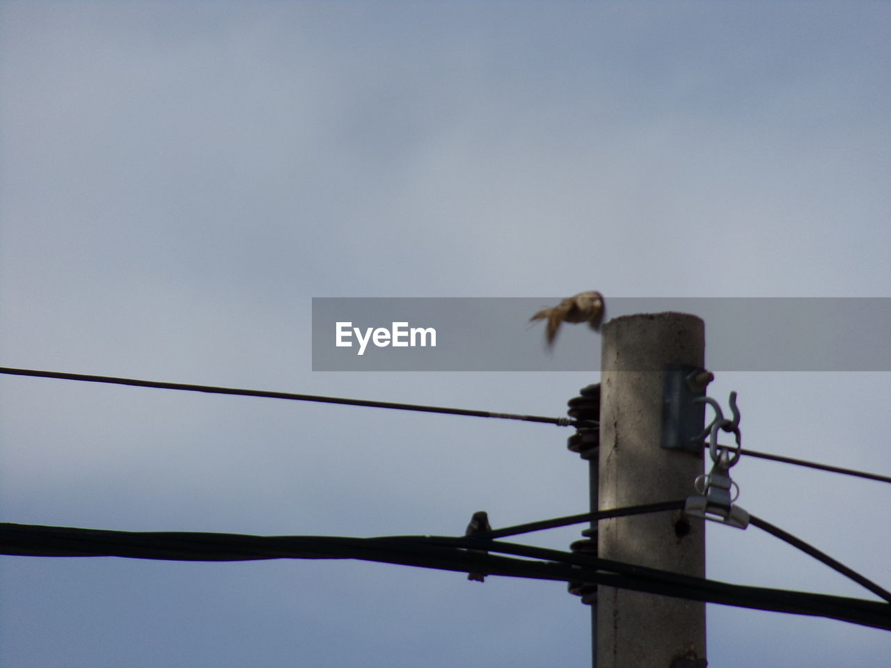 LOW ANGLE VIEW OF OWL PERCHING ON CABLE AGAINST SKY