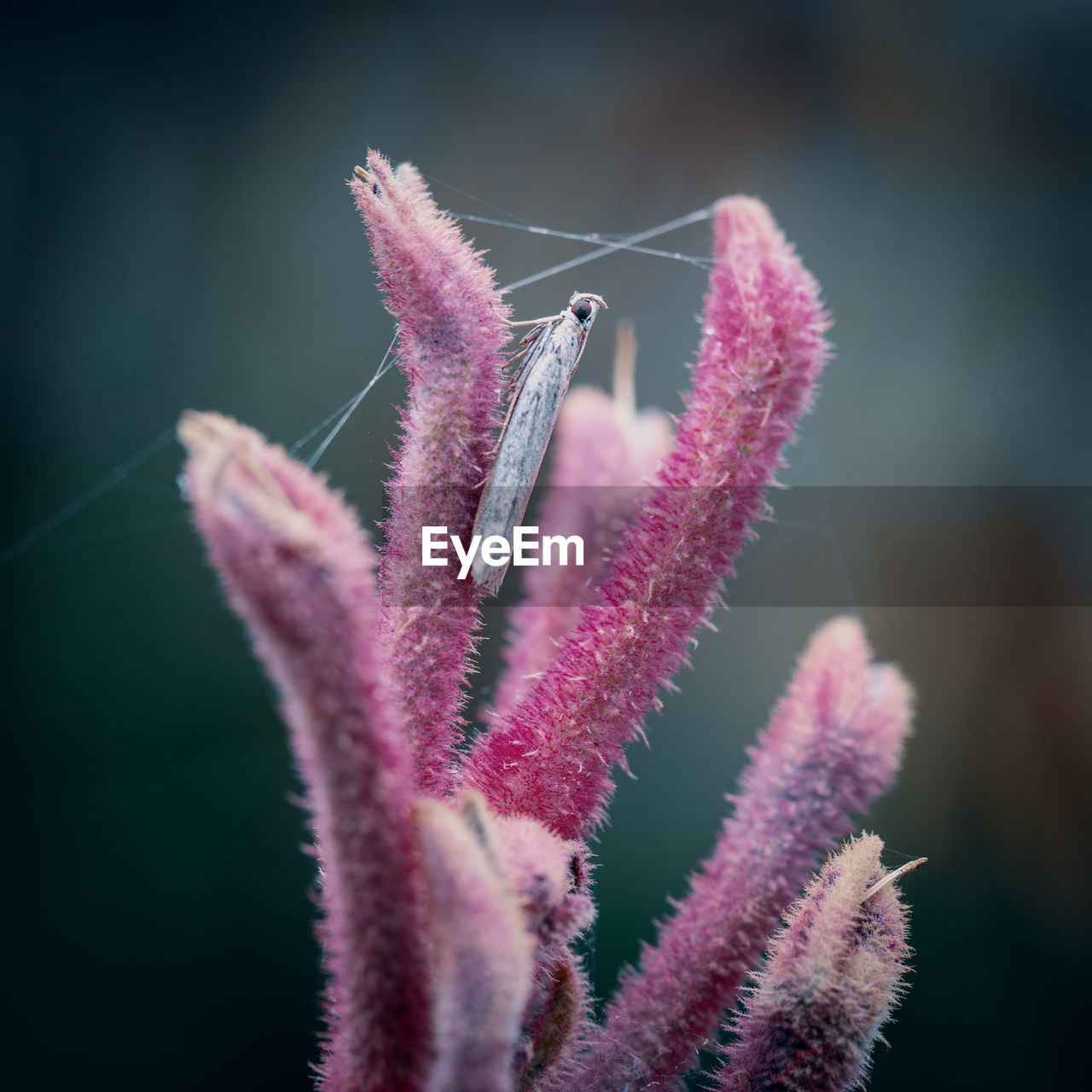 Close-up of insect on pink flowering plant