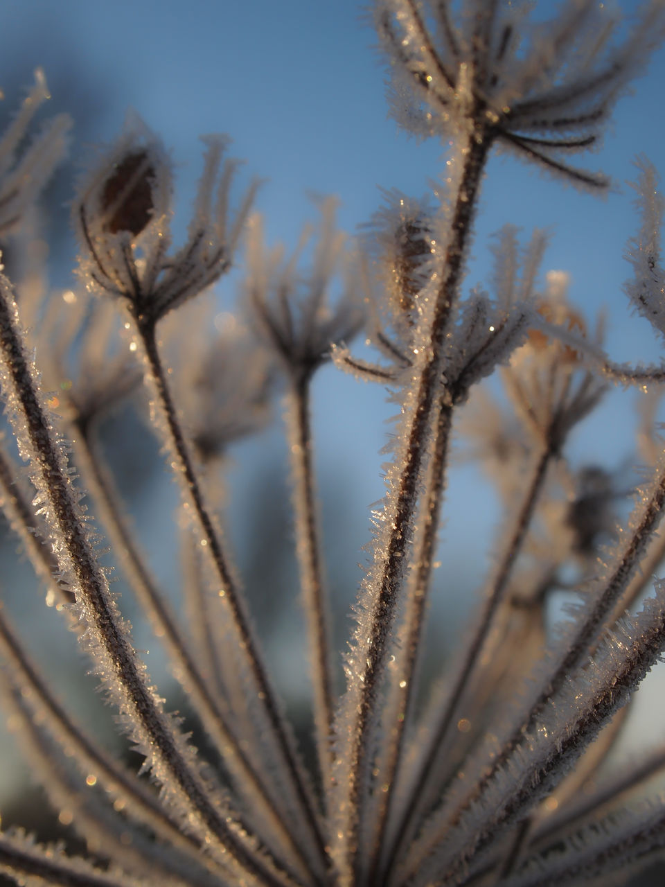 Frost Nature Sparkling Winter Wintertime Beauty In Nature Close-up Cold Temperature Day Daylight Flower Flower Head Growth Nature No People Outdoors Plant