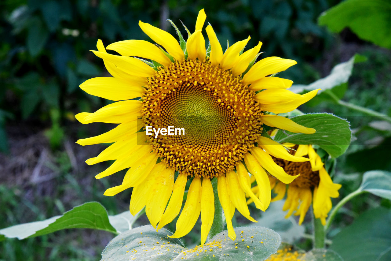 plant, flower, flowering plant, yellow, sunflower, beauty in nature, flower head, freshness, growth, petal, inflorescence, nature, fragility, close-up, plant part, pollen, leaf, landscape, field, no people, focus on foreground, land, rural scene, summer, outdoors, botany, macro photography, sunflower seed, environment, green, day, springtime, agriculture, blossom, wildflower, vibrant color, animal wildlife, sunlight