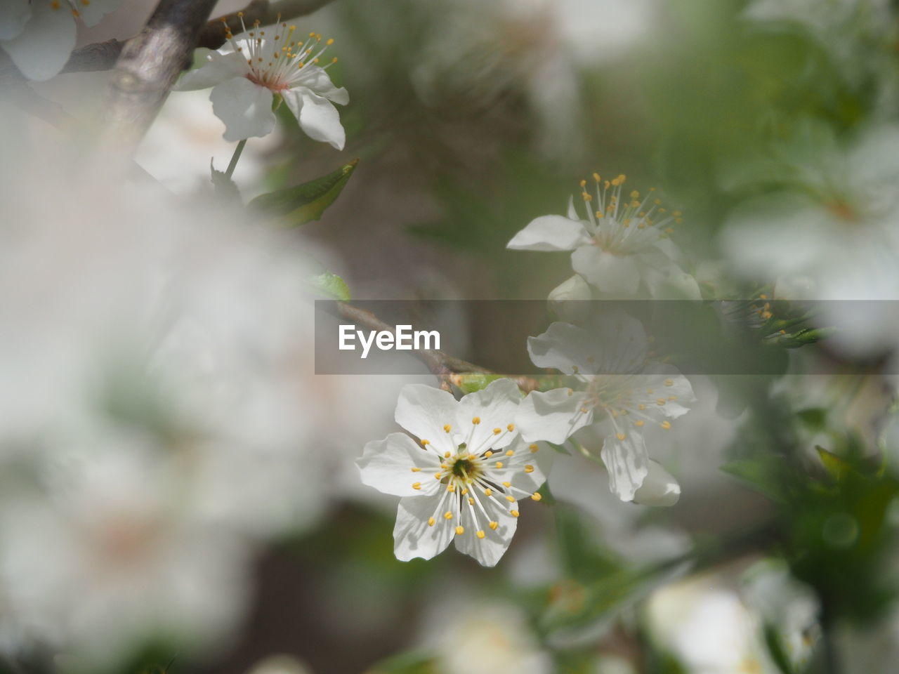 CLOSE-UP OF CHERRY BLOSSOM