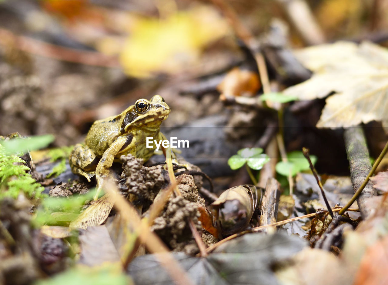 CLOSE-UP OF FROG ON DRY LEAVES