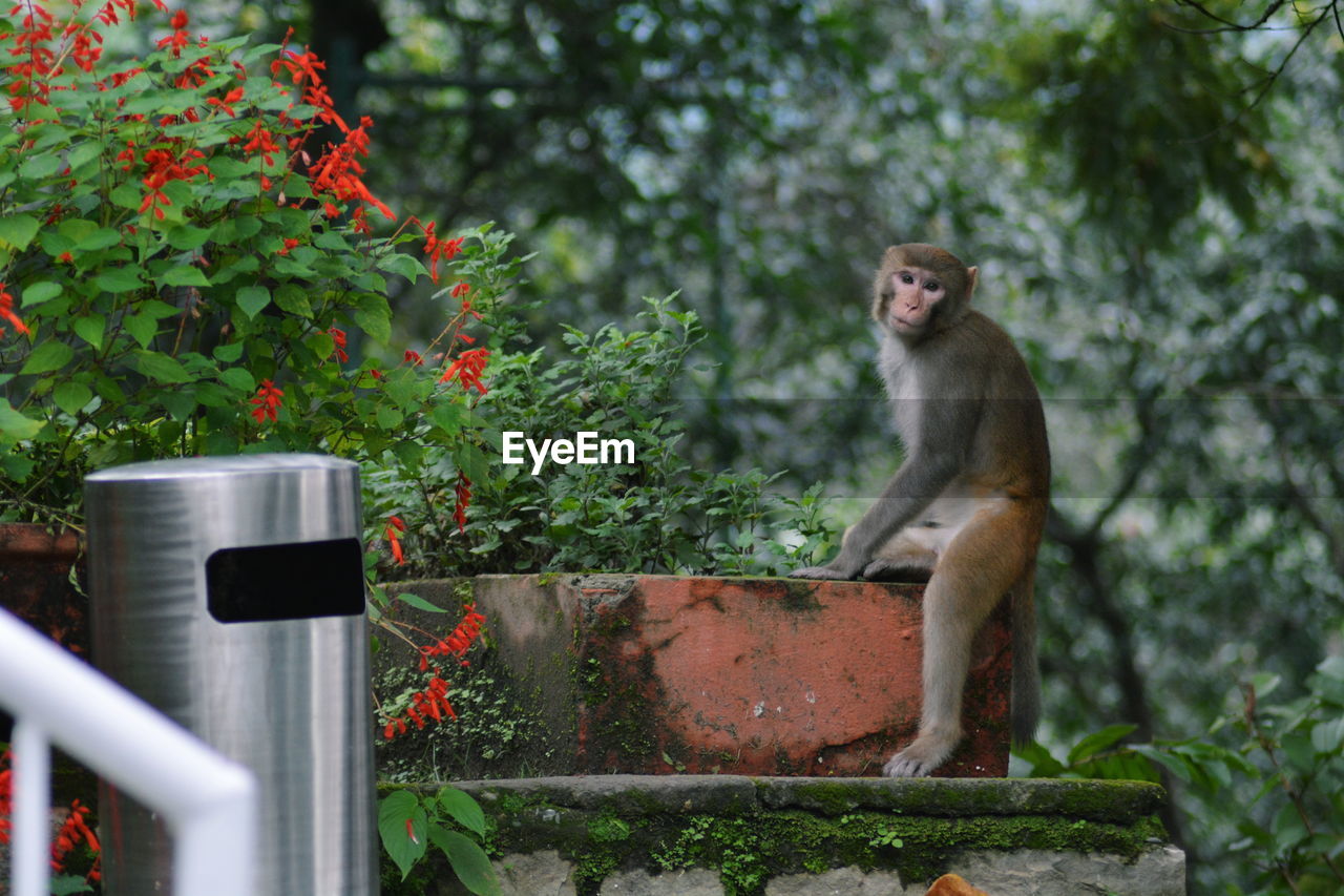 Portrait of monkey sitting against trees in forest