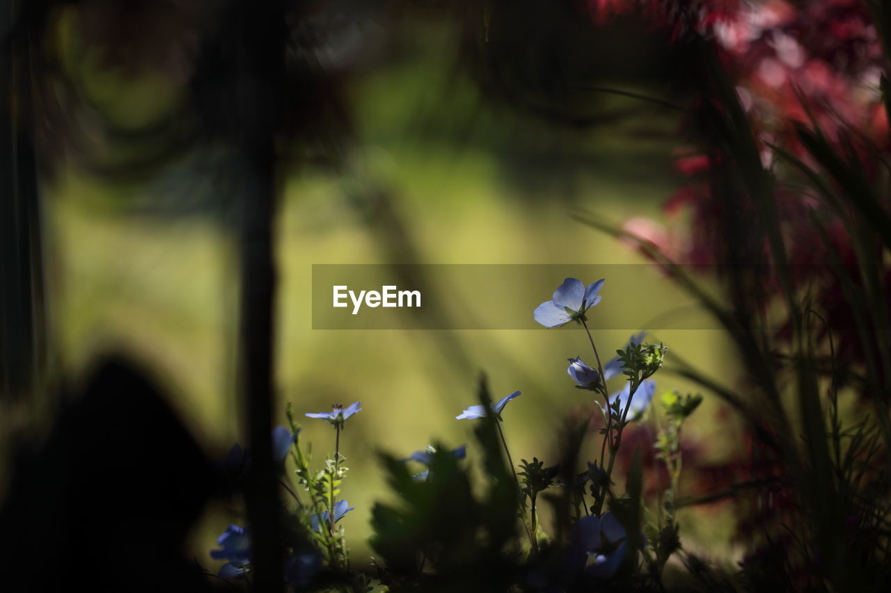 Close-up of purple flowering plants on field