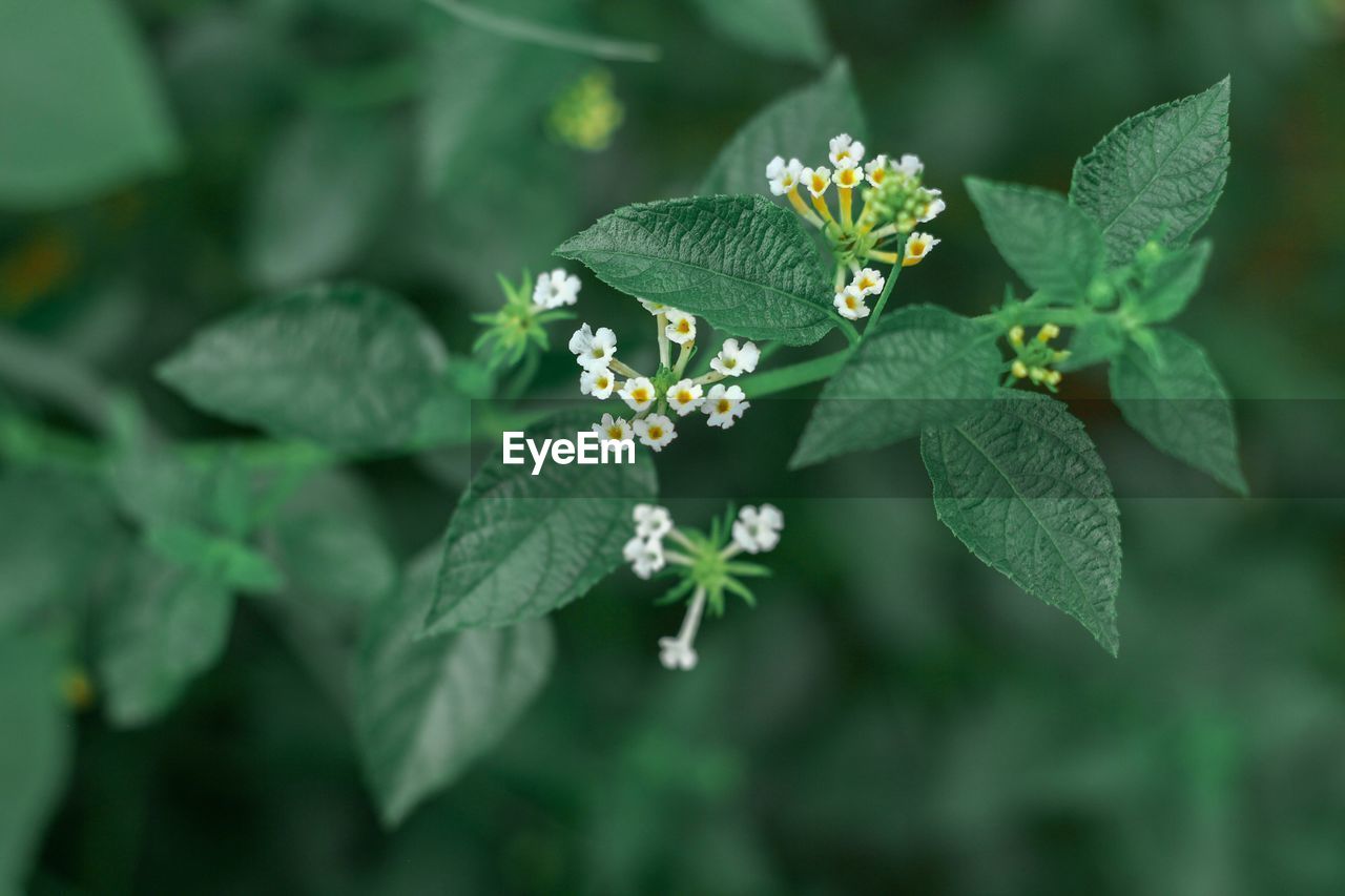 Close-up of green leaves on plant