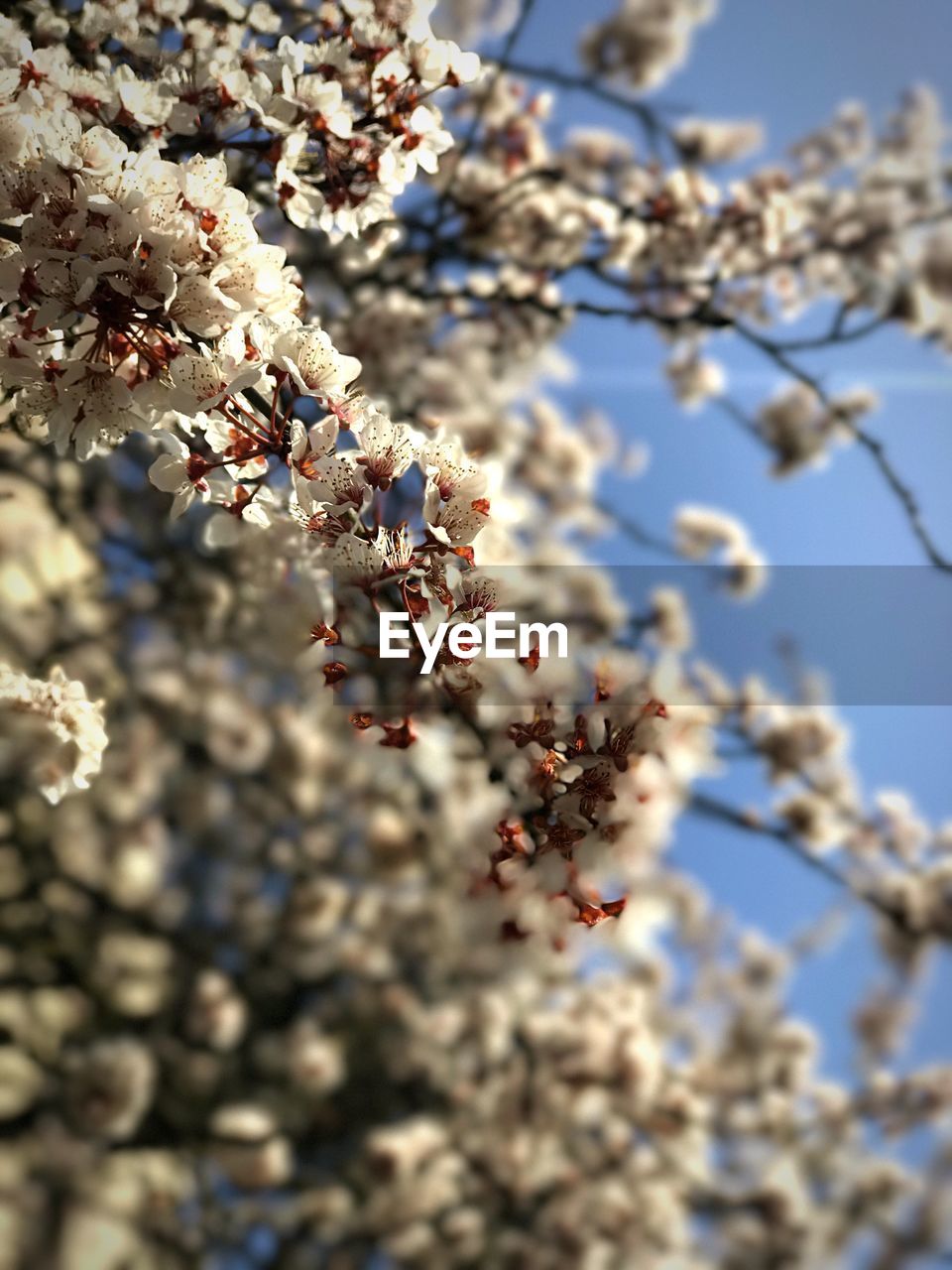 Close-up of flowers on tree