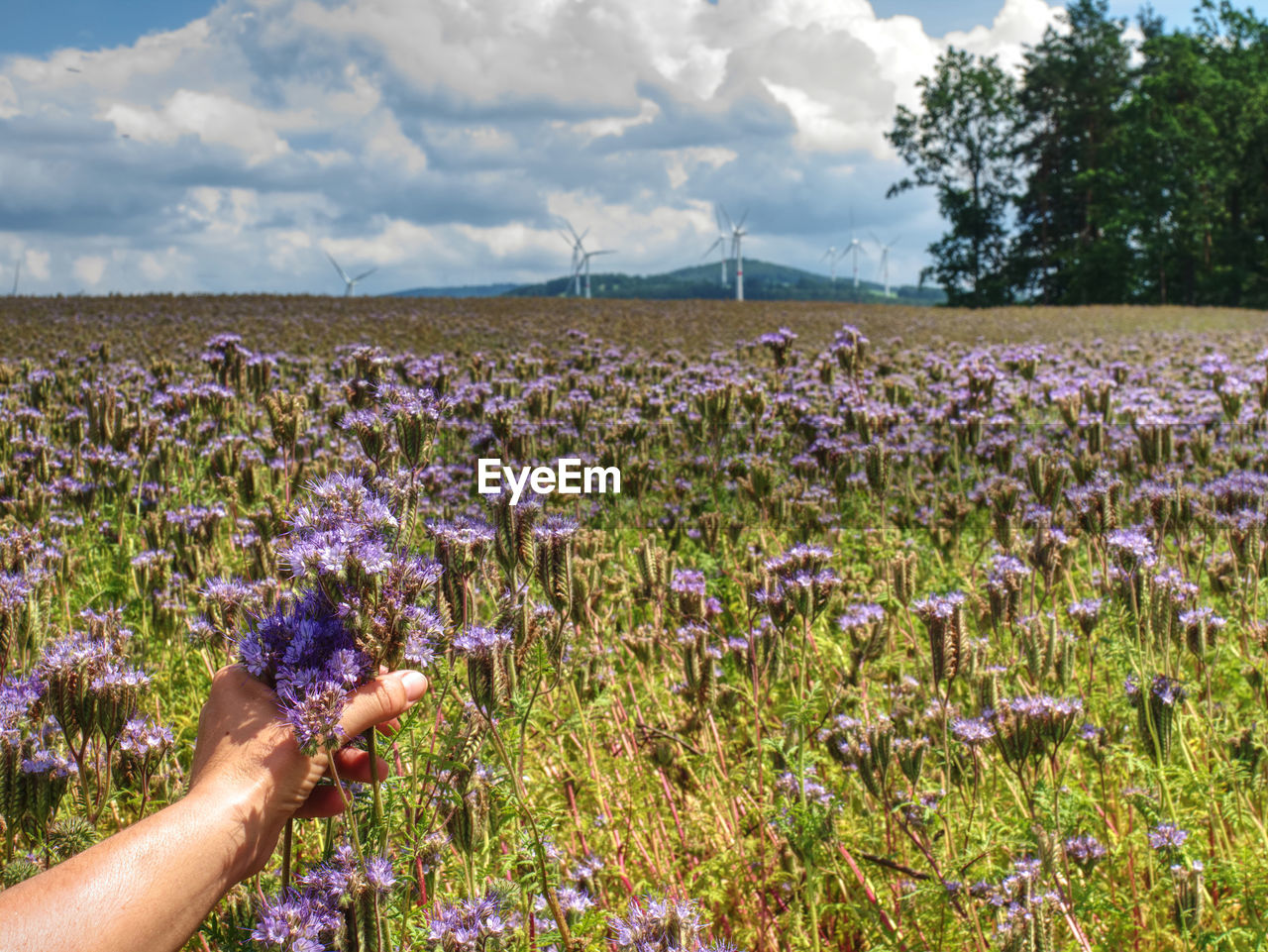 Detail of purple tansy flower in female hand in field. wind turbine generators in background.