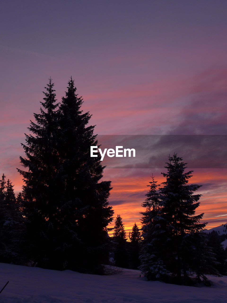 Silhouette trees against sky during winter