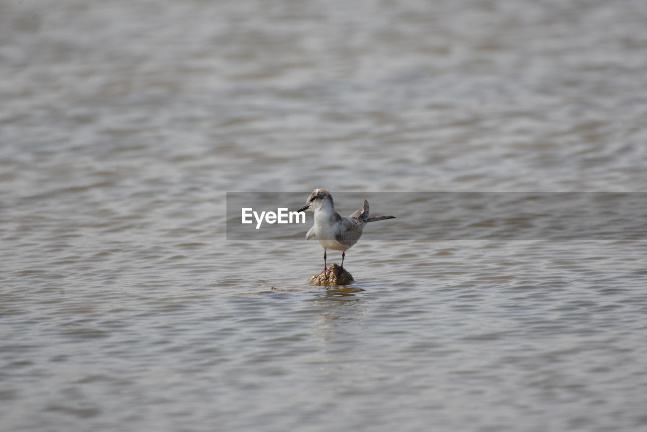 animal themes, animal, animal wildlife, wildlife, bird, one animal, water, no people, lake, nature, selective focus, day, waterfront, outdoors, wing, beauty in nature, rippled, water bird, motion, duck