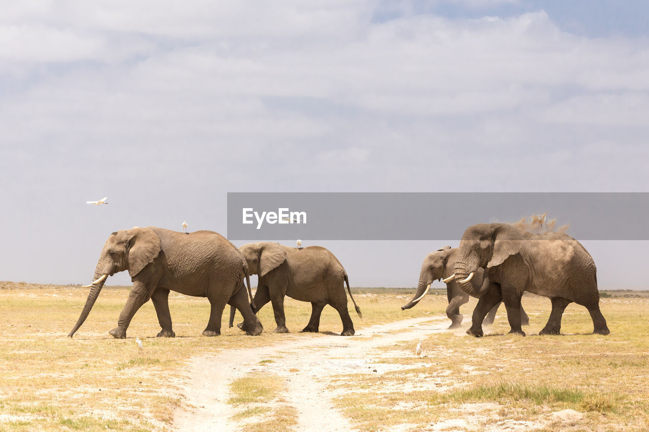 VIEW OF ELEPHANT WALKING IN THE ANIMAL