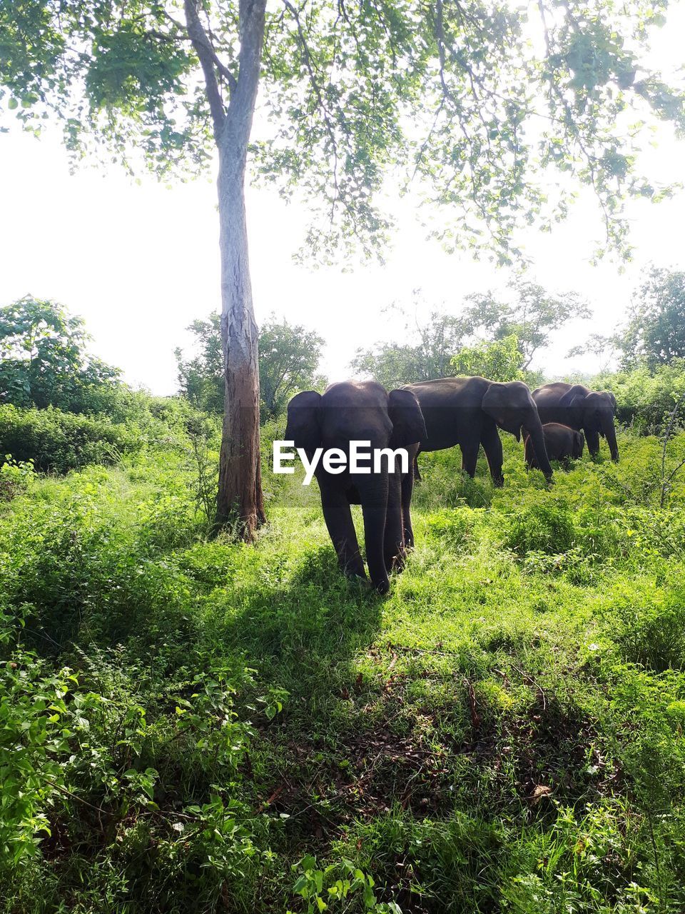 HORSE GRAZING ON LANDSCAPE
