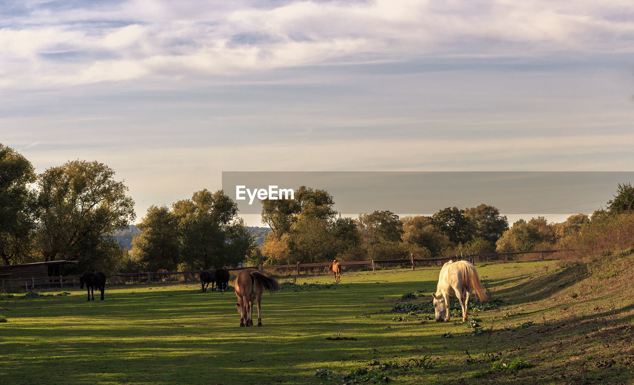 VIEW OF HORSES GRAZING IN THE FIELD