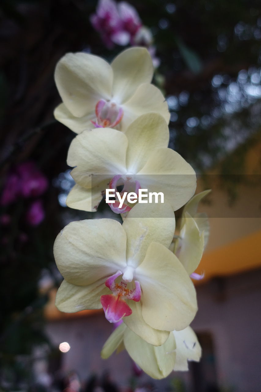 Close-up of flowers blooming outdoors