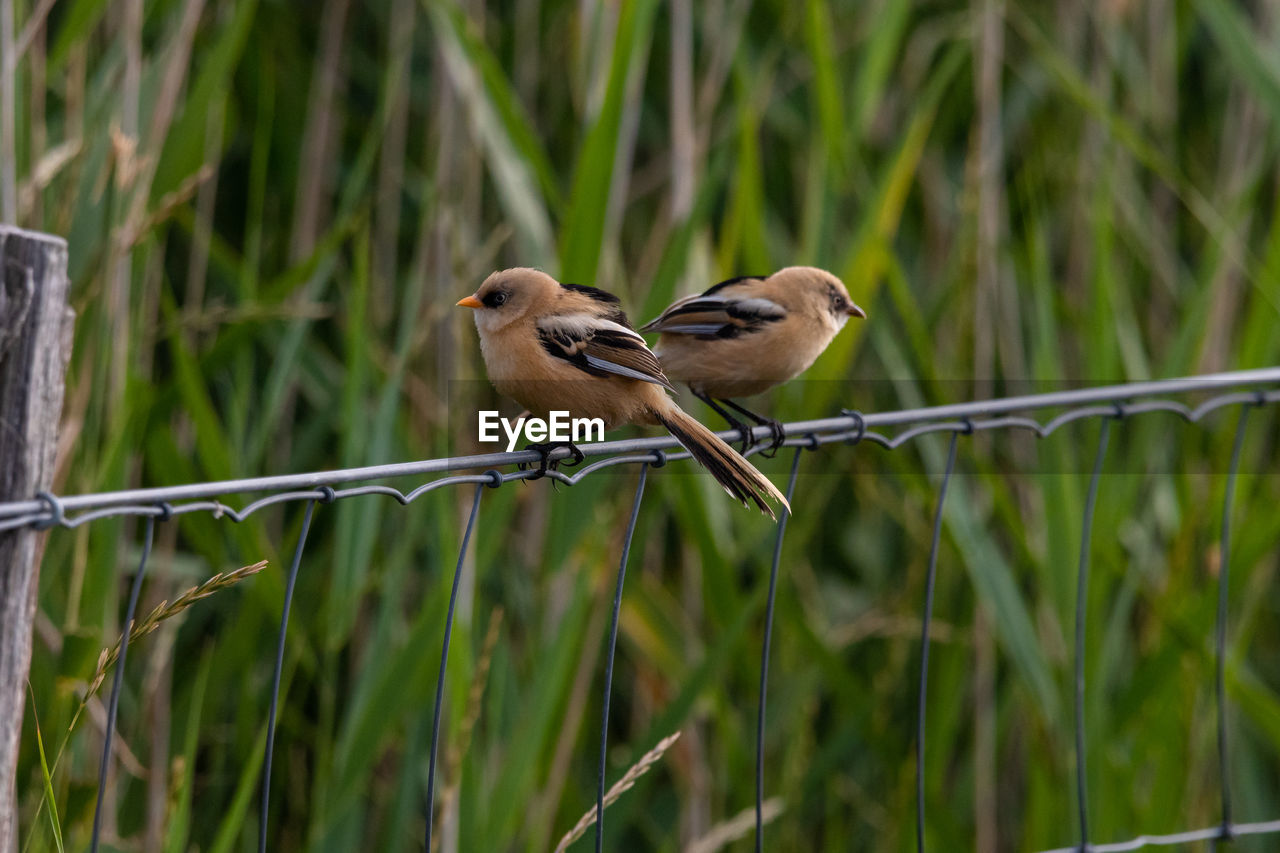 2 long-tailed shrike on a fence