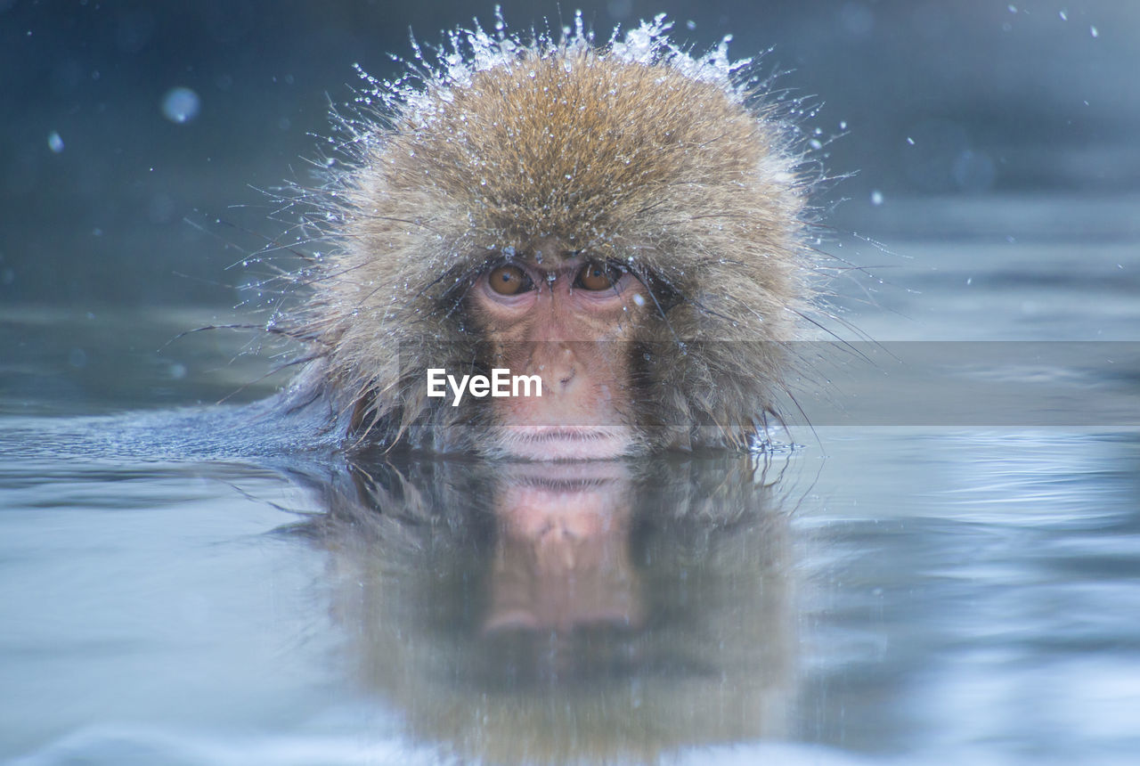 Snow monkey in a hot spring, nagano, japan.