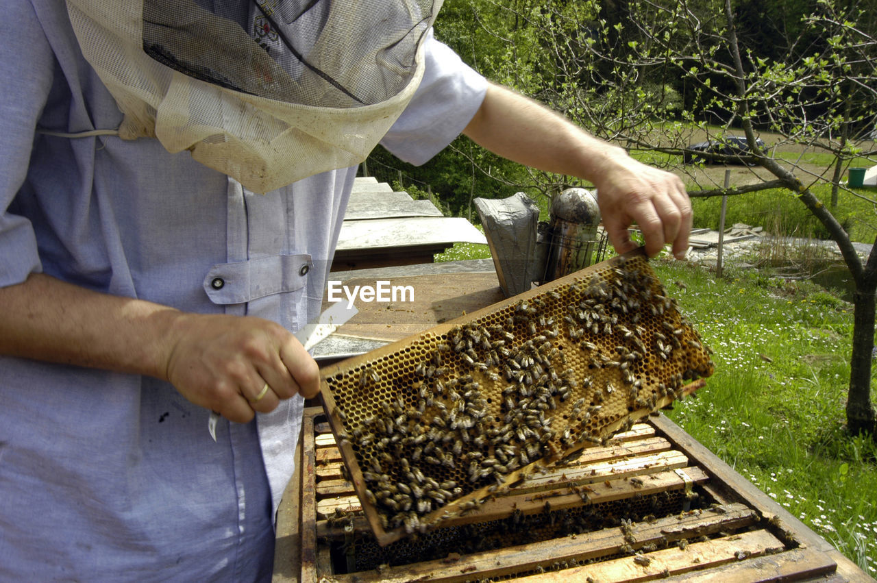 Honeycomb with western honey bees or european honey bee - apis mellifera