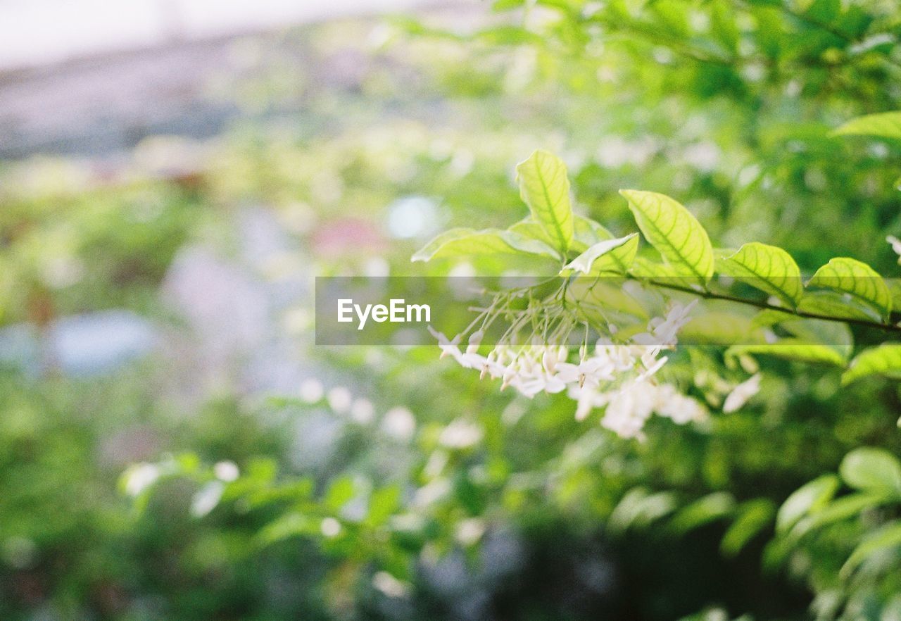 Close-up of leaves against blurred background