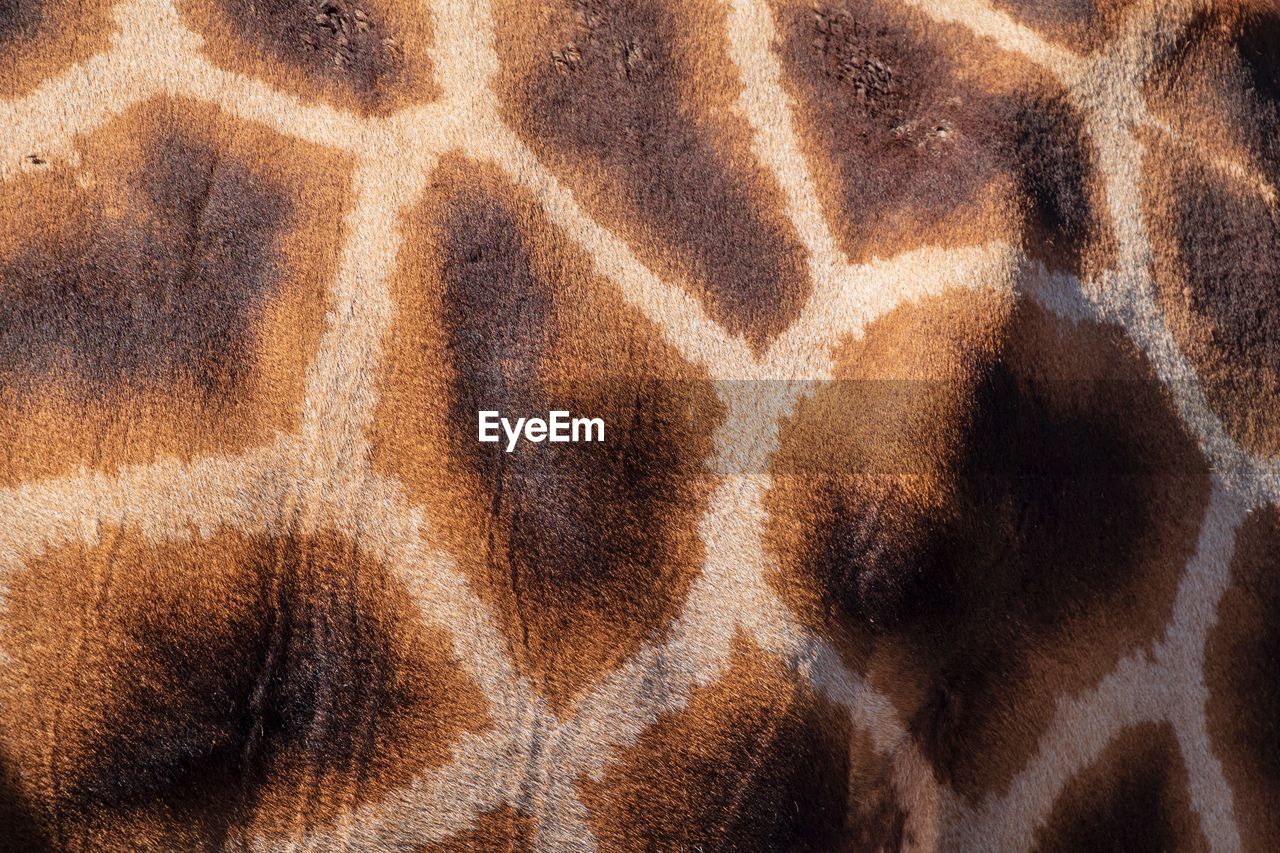 Full frame shot of giraffe skin