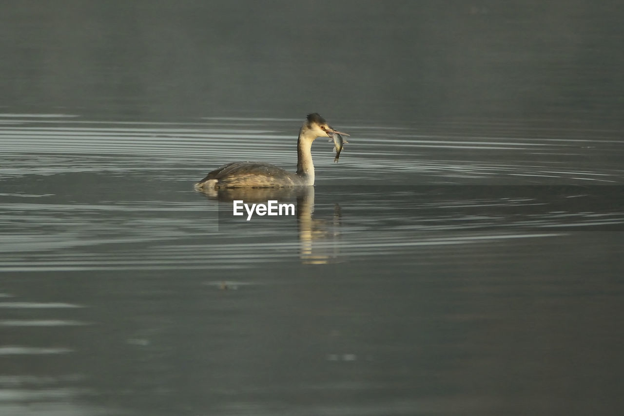 SWAN SWIMMING IN LAKE