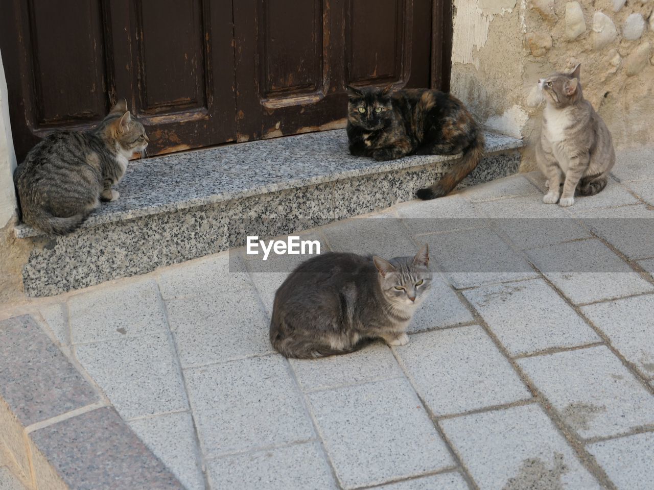 CATS SITTING ON FOOTPATH