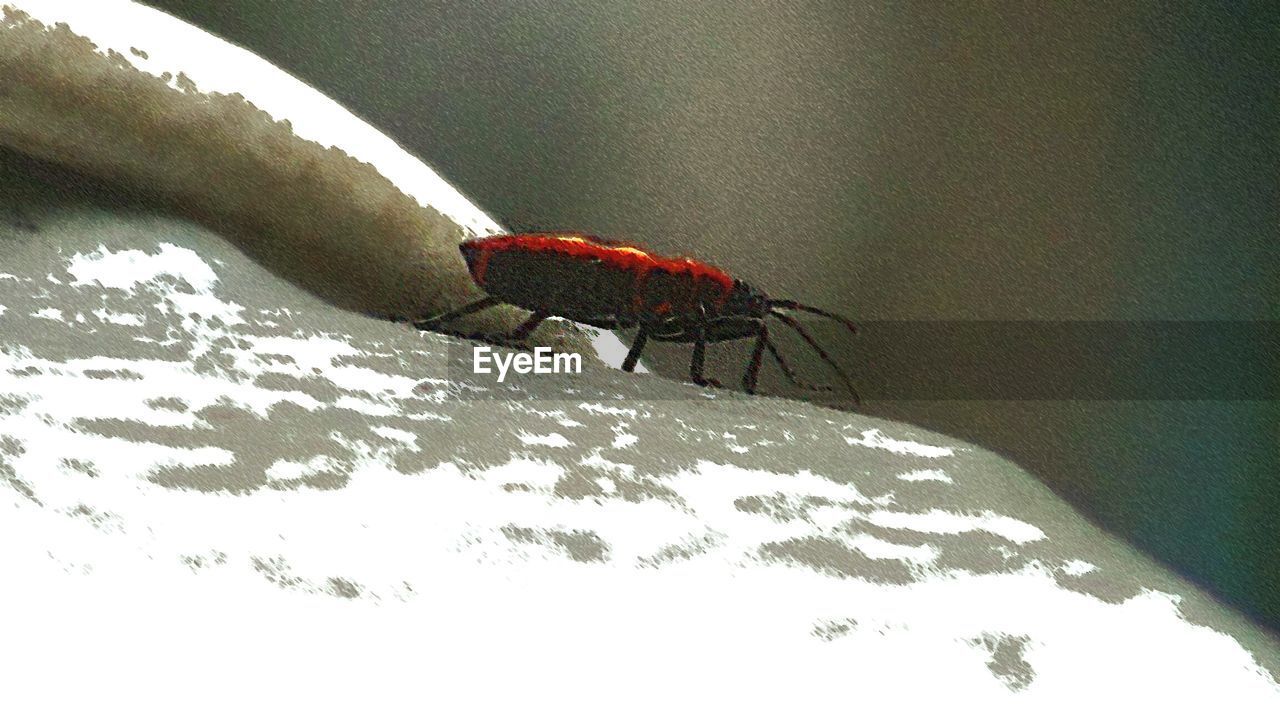 CLOSE-UP OF INSECT AGAINST BLURRED BACKGROUND