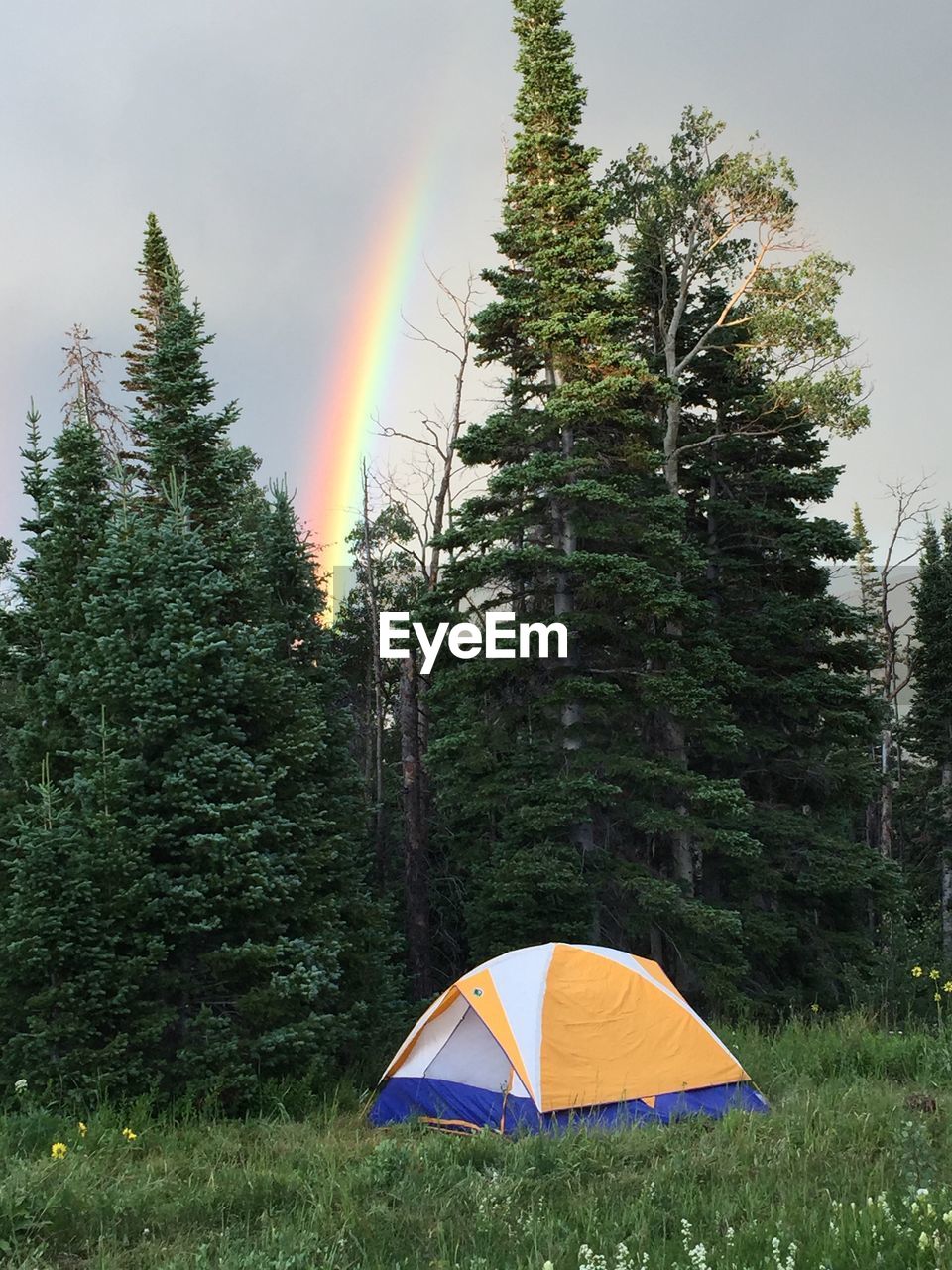 Tent by trees against rainbow in sky