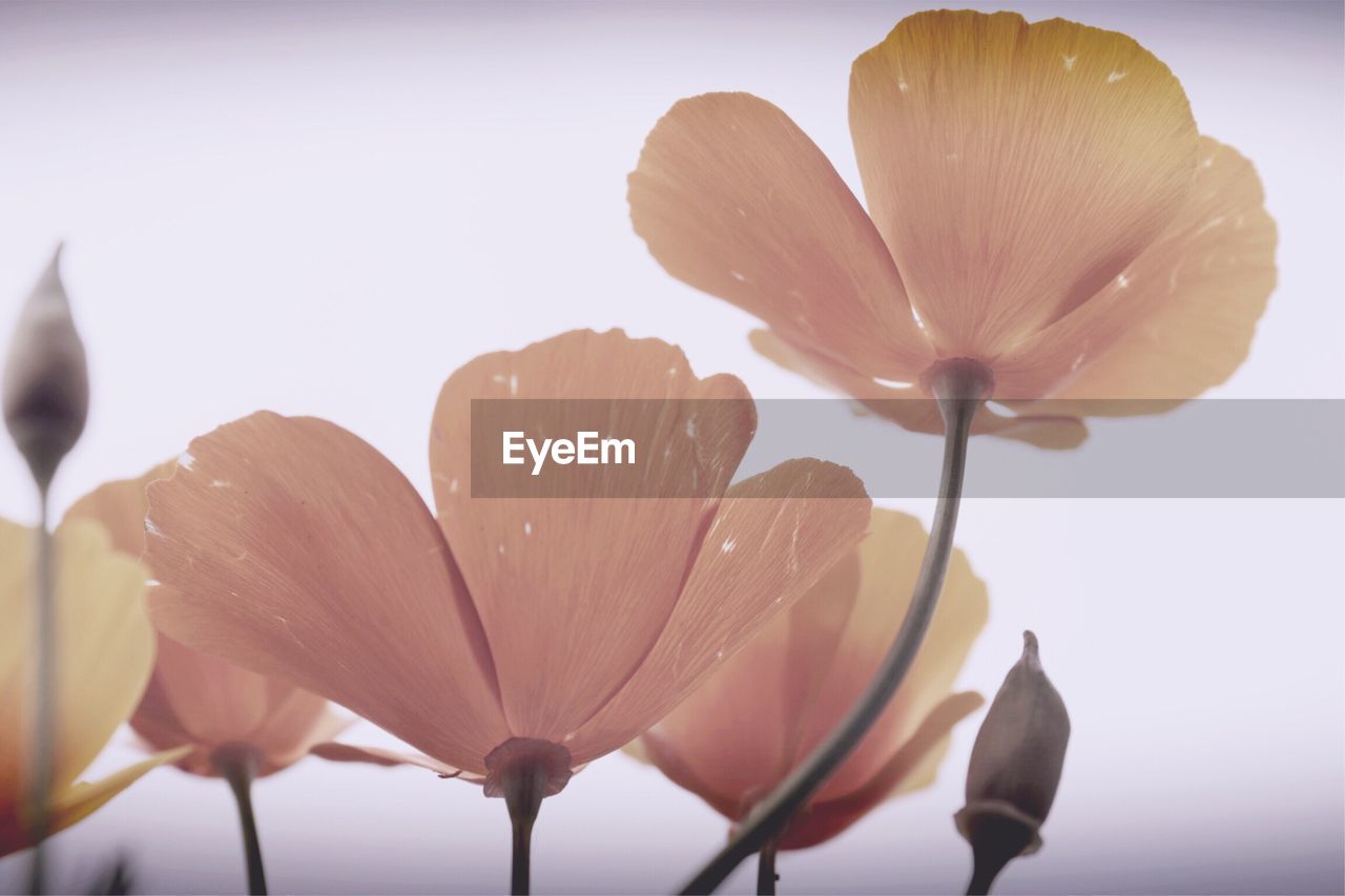 CLOSE-UP OF DAY LILY BLOOMING IN BACKGROUND