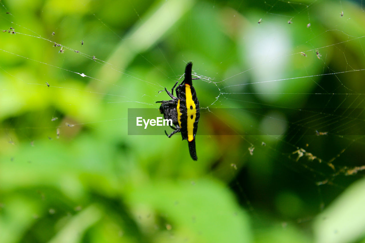 SPIDER ON WEB