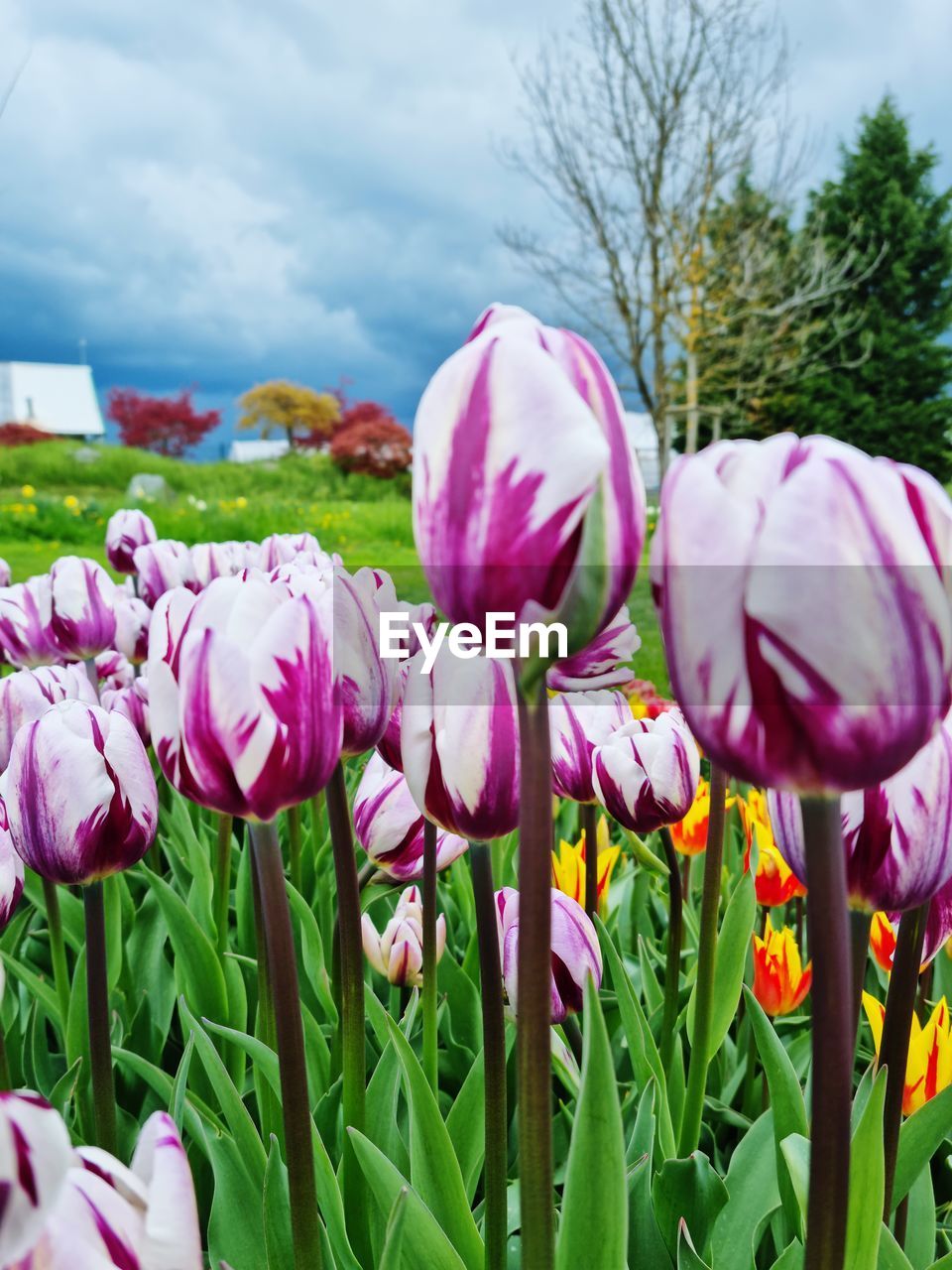 plant, flower, flowering plant, beauty in nature, freshness, nature, pink, fragility, tulip, growth, close-up, cloud, petal, sky, flower head, no people, inflorescence, springtime, day, outdoors, field, blossom, purple, green, land, focus on foreground, multi colored, landscape, environment