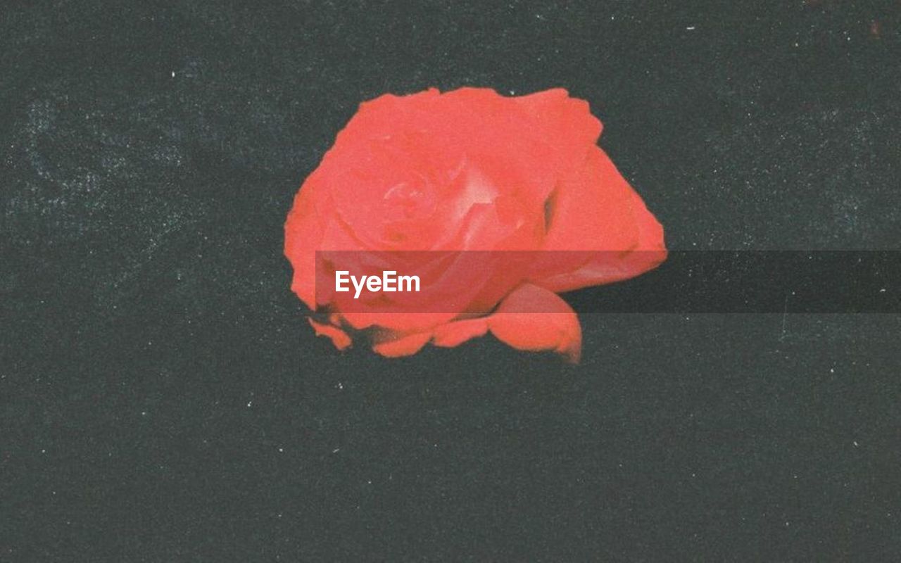 CLOSE-UP OF ORANGE ROSE IN BLACK BACKGROUND